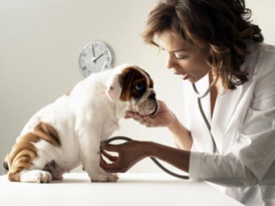 Прививки собакам - плюсы и минусы
